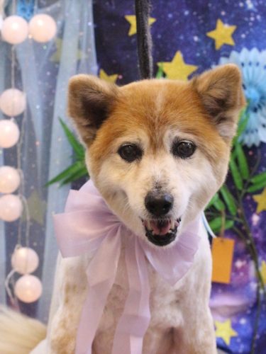 20250709ボニーちゃん